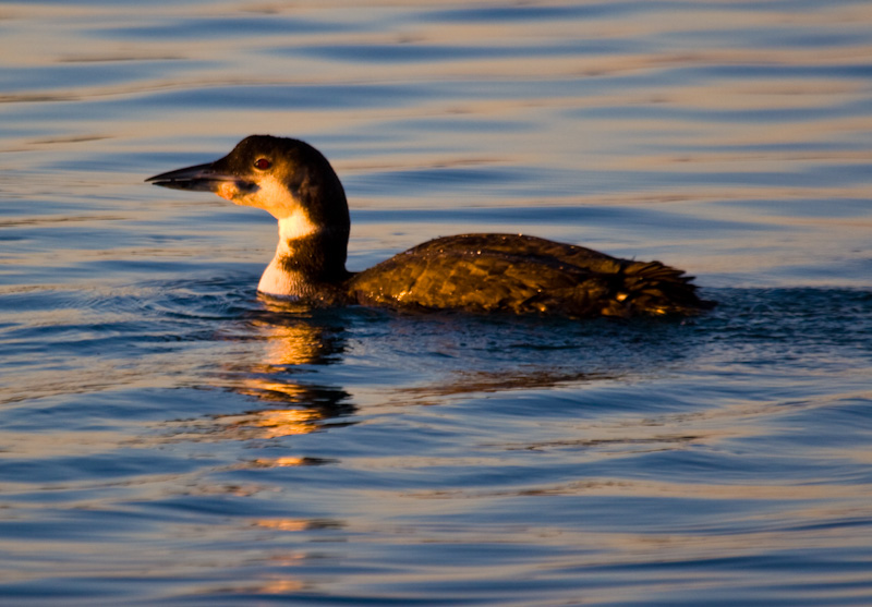 Common Loon